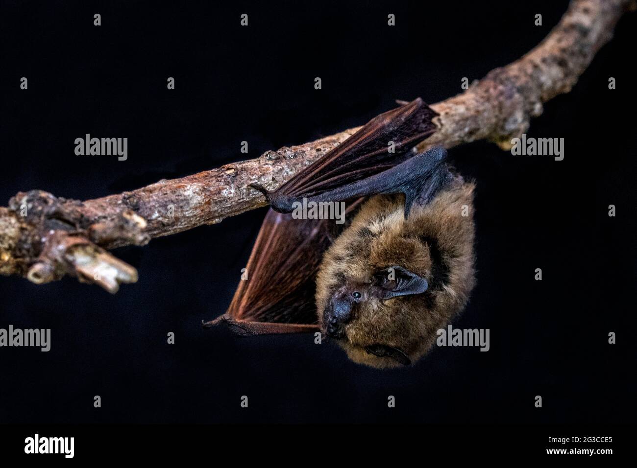 Common Pipistrelle Bat (Pipistrellus pipistrellus) Stock Photo