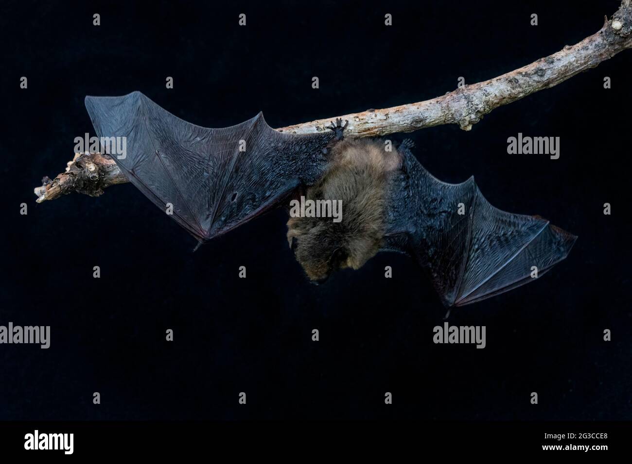 Common Pipistrelle Bat (Pipistrellus pipistrellus) Stock Photo