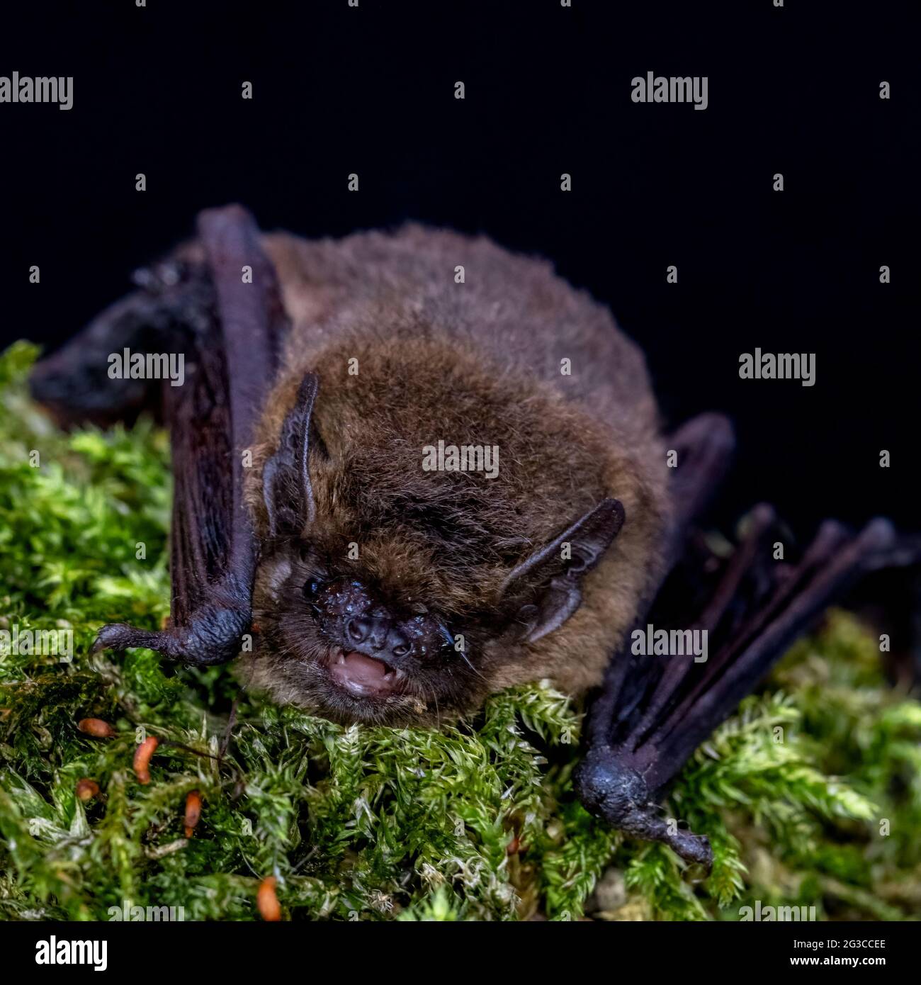 Common Pipistrelle Bat (Pipistrellus pipistrellus) Stock Photo