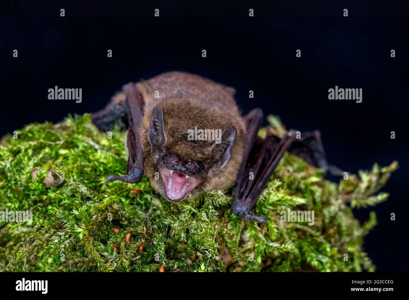 Common Pipistrelle Bat (Pipistrellus pipistrellus) Stock Photo