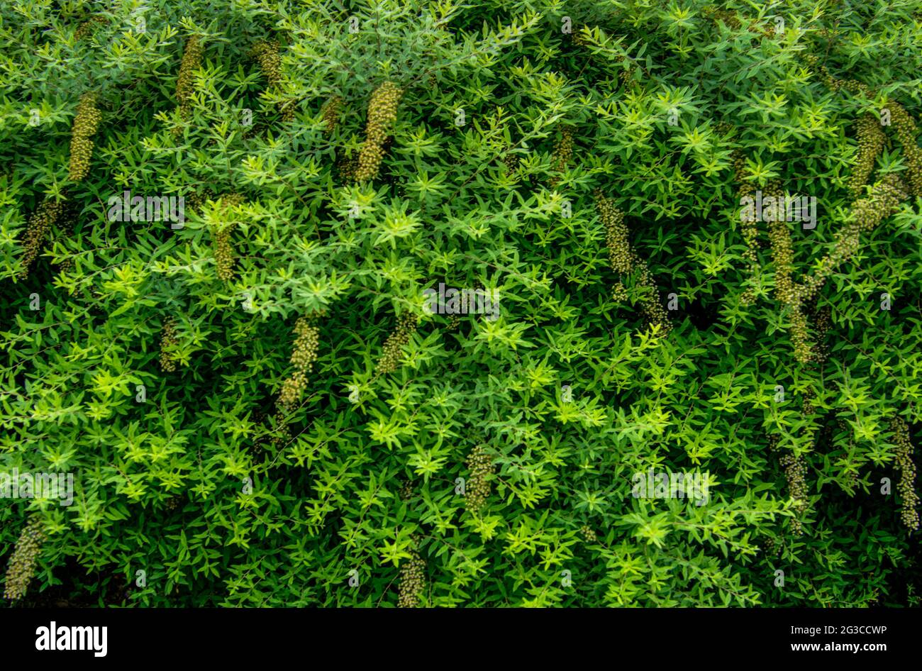 hedge with green plant leaves. natural background,wall of leaves,background for different designs Stock Photo