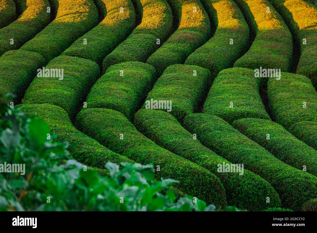 Turkey Tea Field Tea plantations near Rize in Turkey editorial Stock Photo - Alamy
