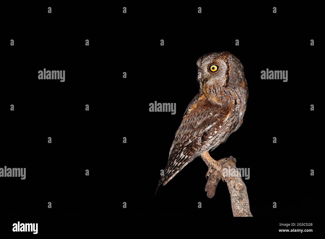 Ouk Insect Isolated eurasian scops owl holding insect in beak with black ...