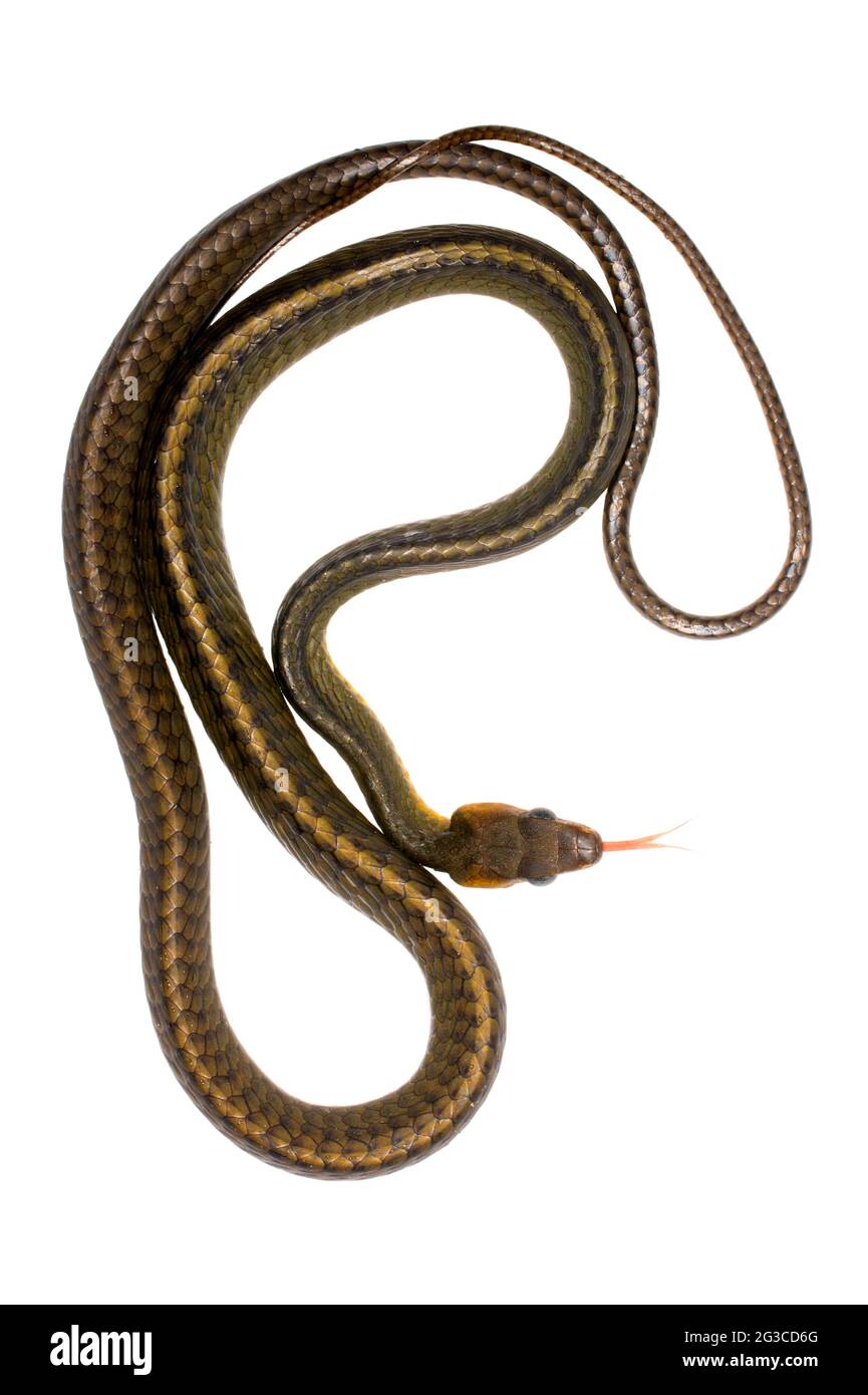 Amazonian whipsnake (Chironius exoletus), Orellana province, Ecuador Stock Photo