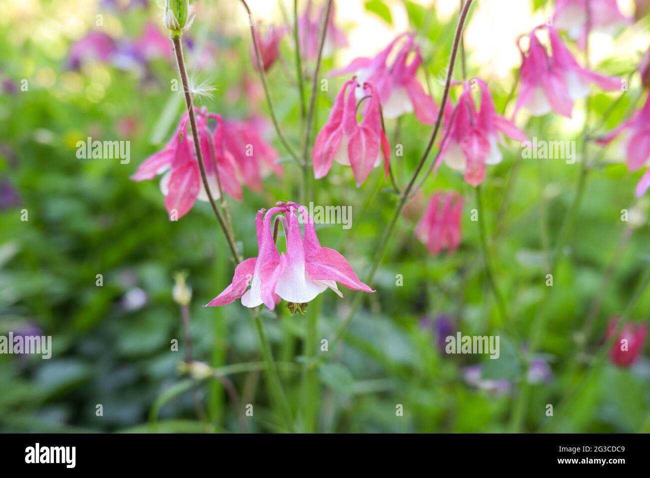 Pink flowers. Aquilegia, columbine flowers with pink, white petals Stock Photo