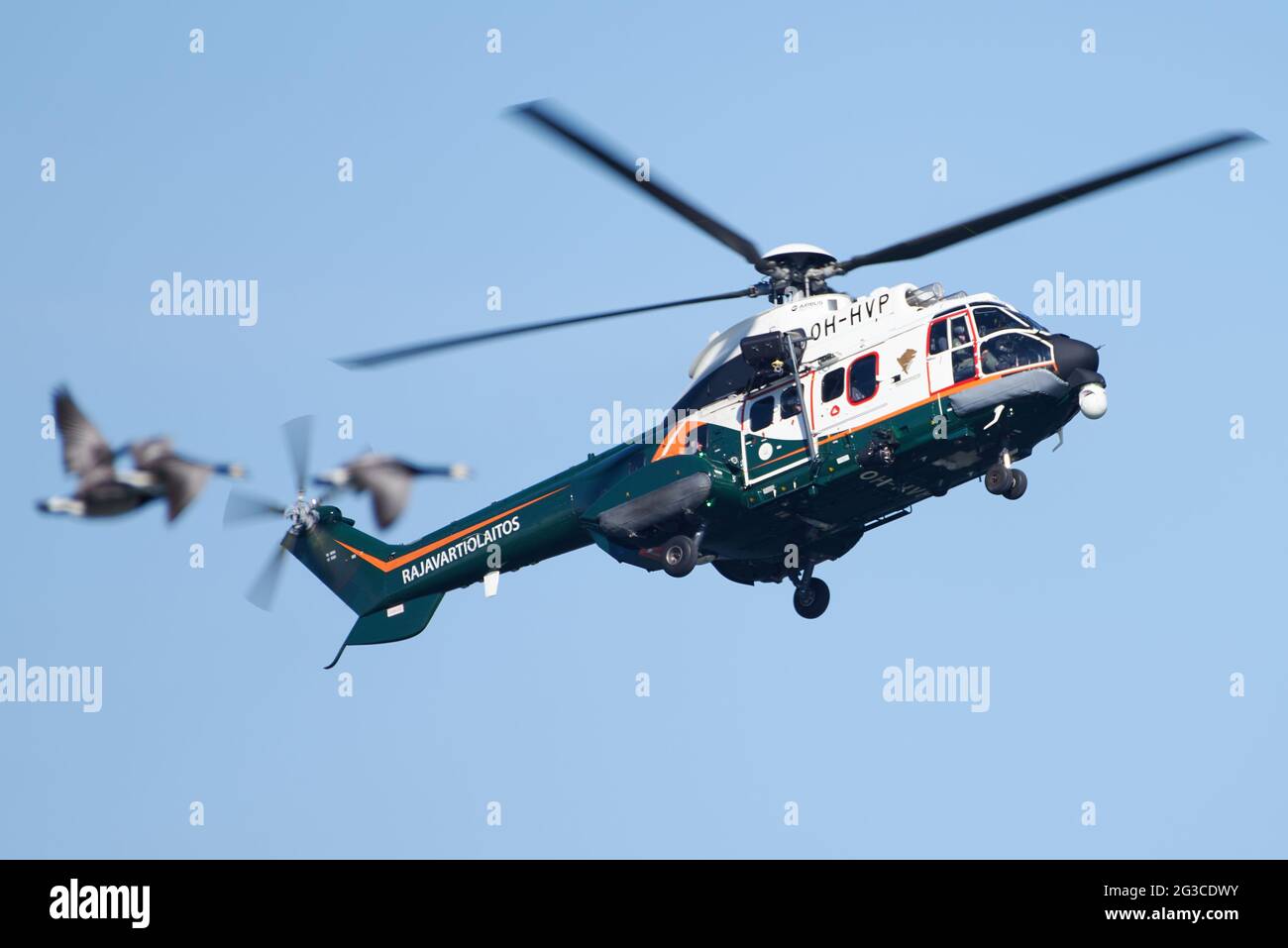 Helsinki, Finland - June 9, 2017: Finnish Border Guard Airbus H215 Super  Puma helicopter and a pact of wild geese flying on early summer evening at  th Stock Photo - Alamy