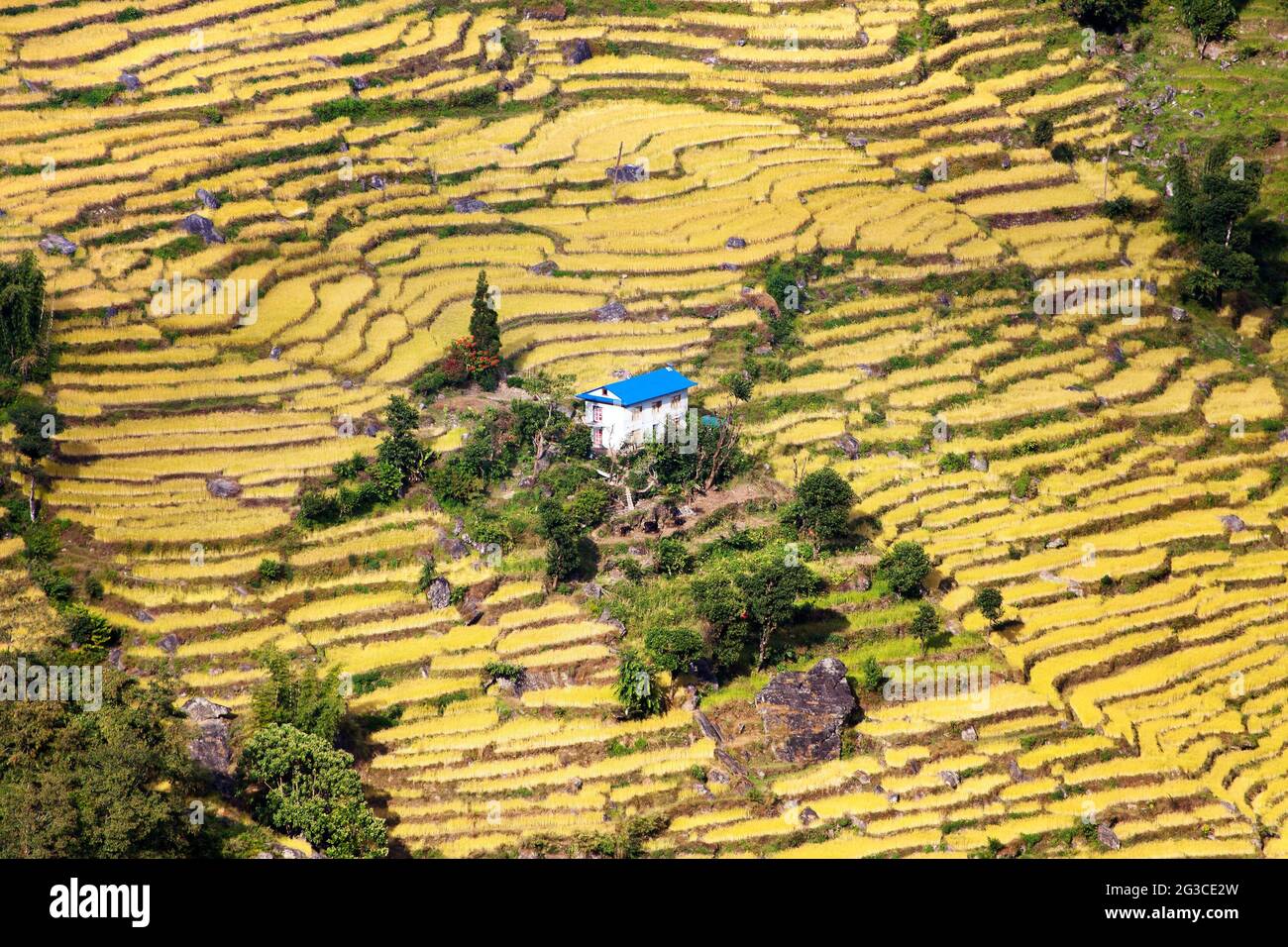 terraced fields of paddy field and primitive small house - Nepal Stock Photo