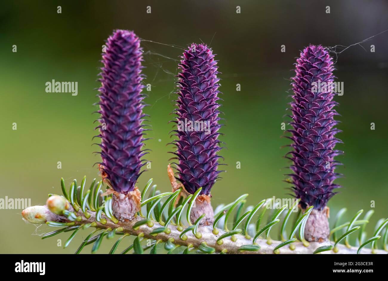 Young purple spruce (abies species) cones growing on branch with fir, closeup detail Stock Photo