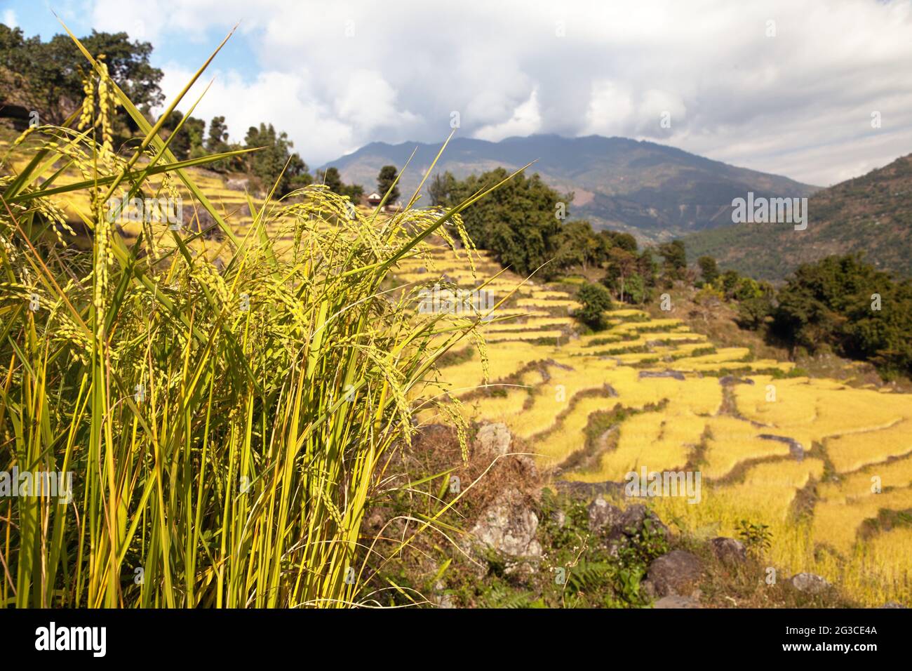 golden terraced rice field in Solukhumbu valley, Nepal Stock Photo