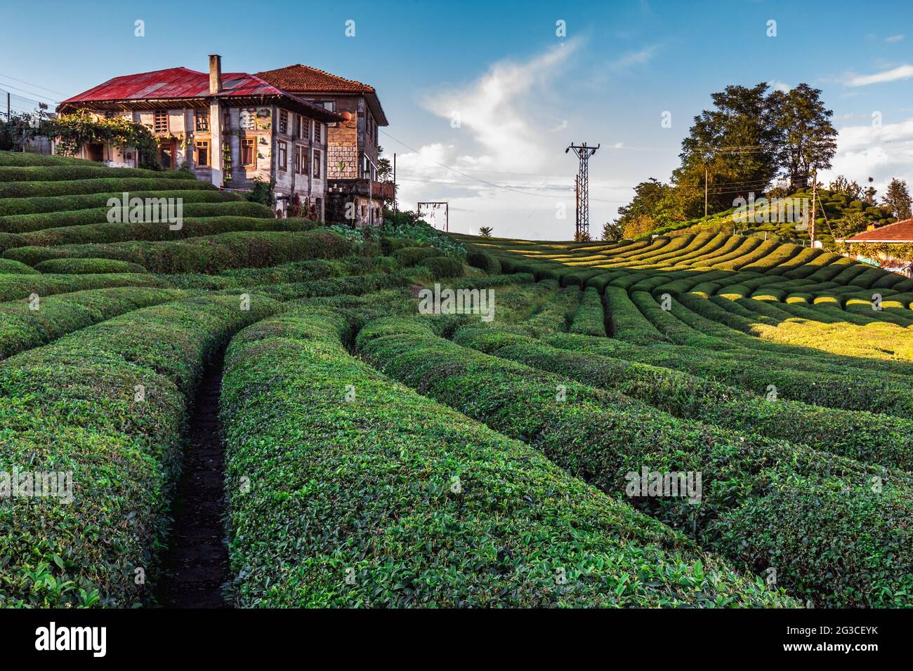 Tea Plantations Near Rize In Turkey Editorial Stock Photo - Alamy