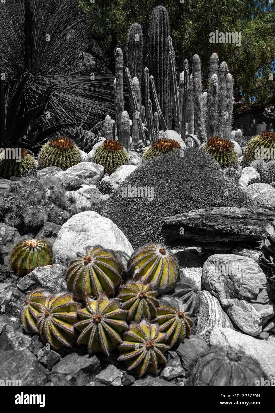 A cactus garden featuring a variety of cactus and succulents. Stock Photo