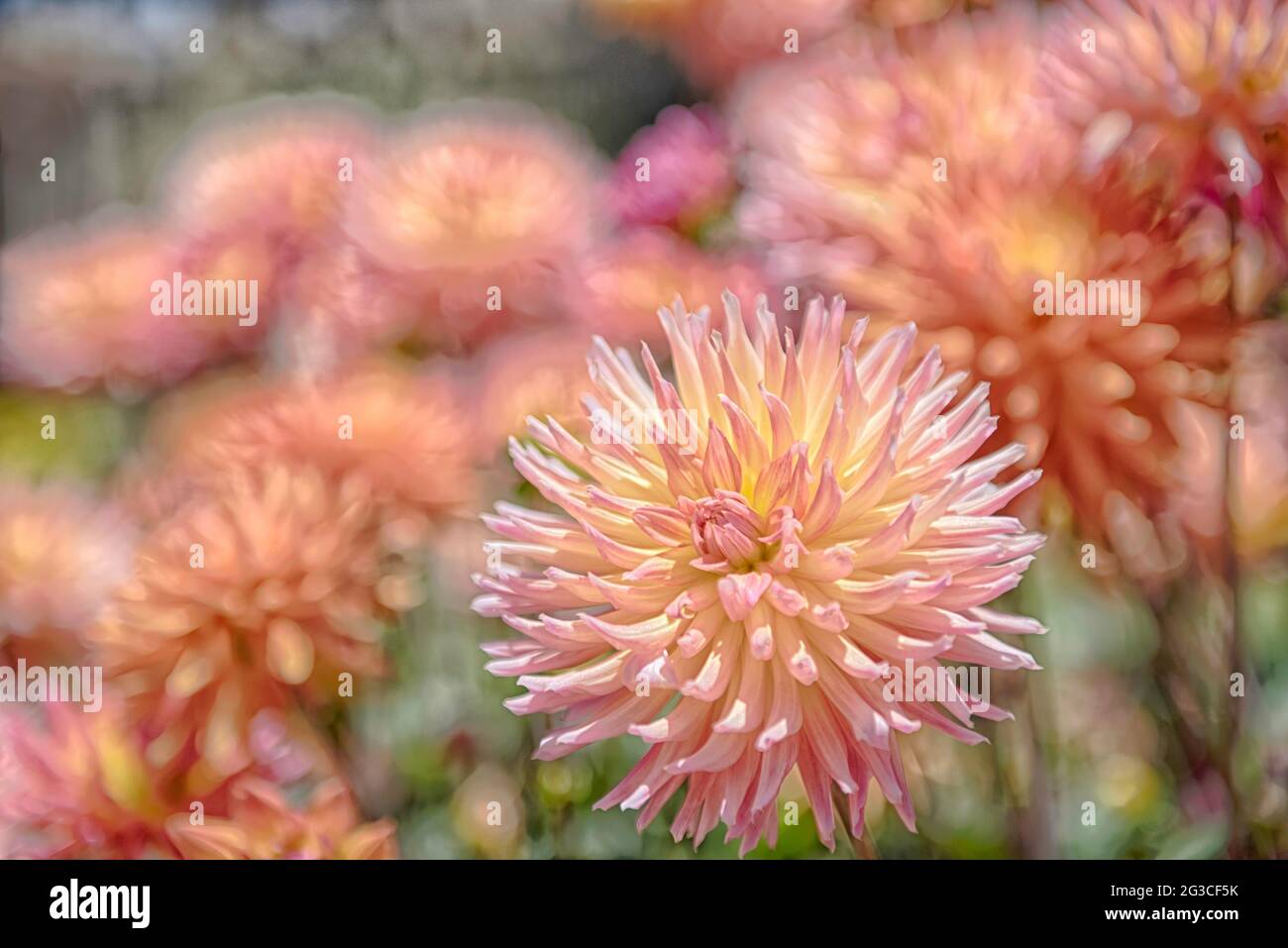 Digitized flowers emphasizing mood over realism. Stock Photo