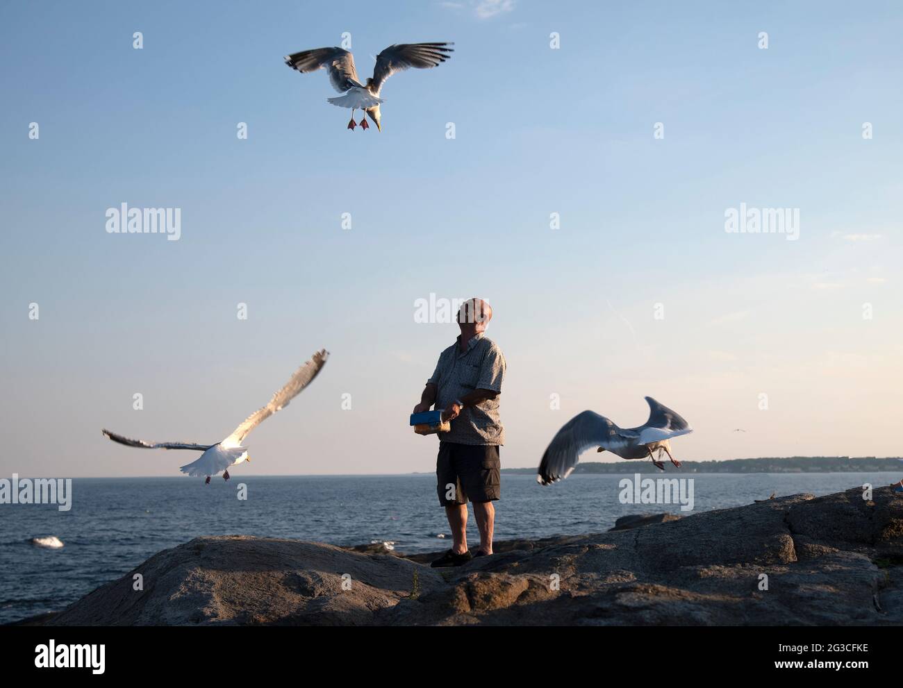 A man  feeding seagulls on the rocks at Cape Neddick, Maine, USA Stock Photo