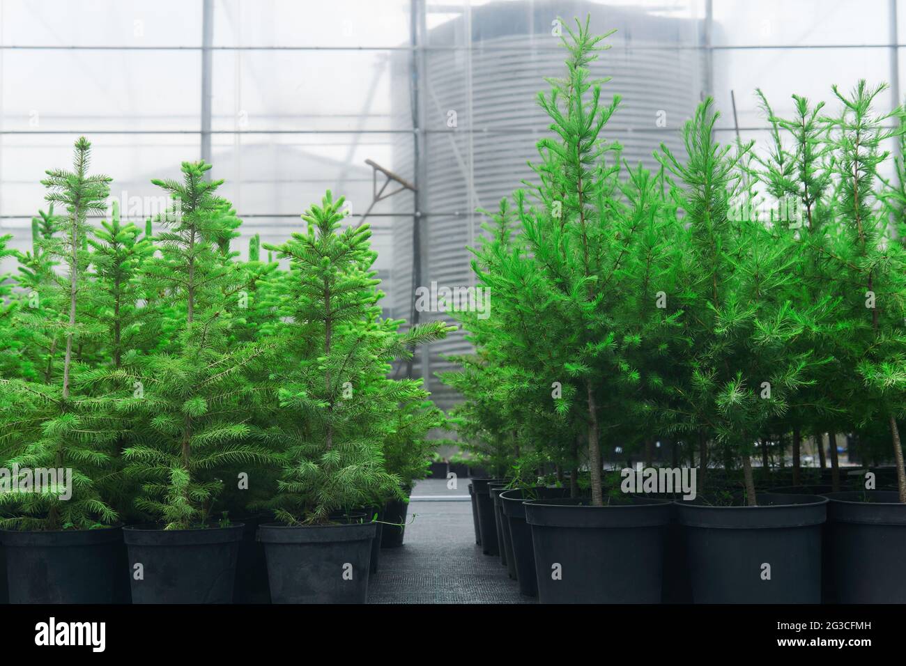 spruce, larch and fir tree seedlings in pots in a tree nursery on the background of the greenhouse Stock Photo