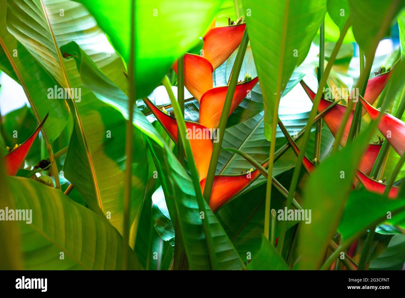 Heliconia stricta natural Dwarf Jamaican Stock Photo