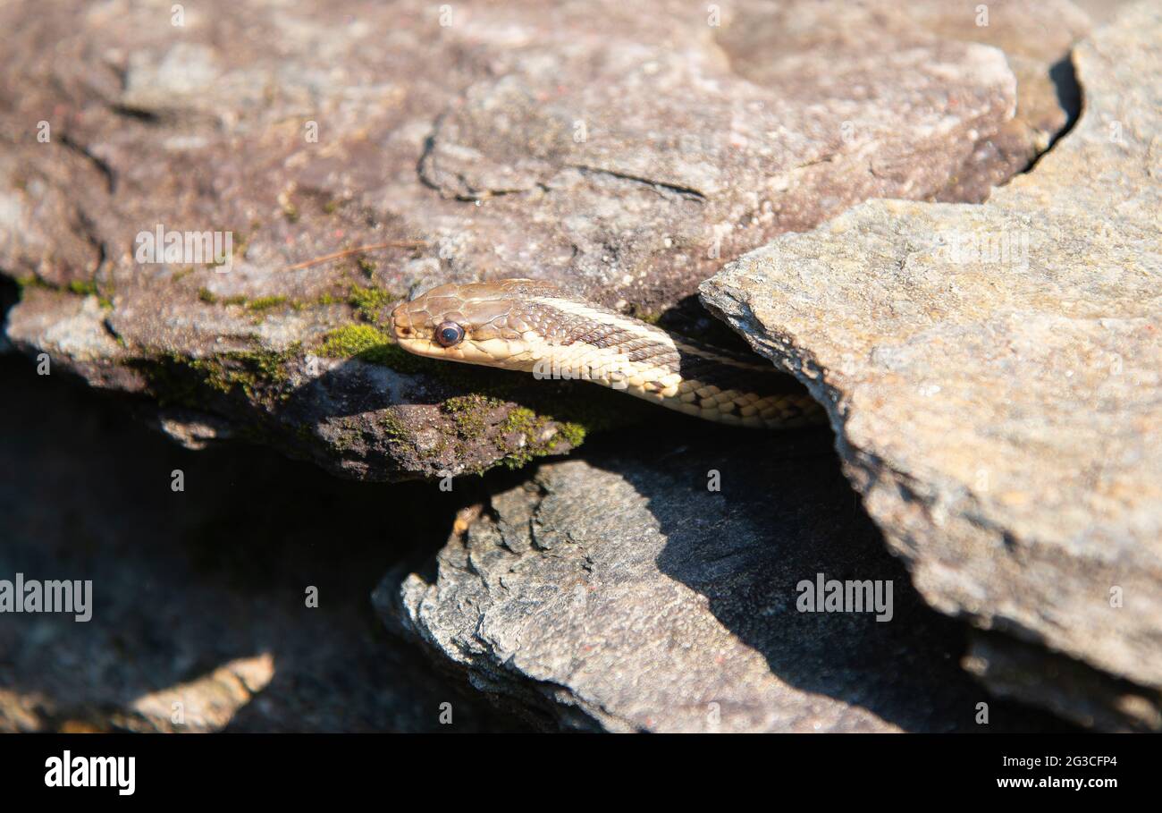 A North American Garter Snake (Elapsoidea) pokes his head out af a stone wall in Vermont, USA Stock Photo