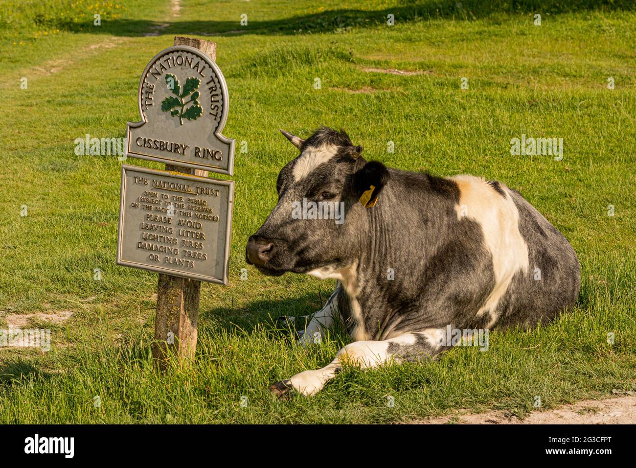 Comical image of a cow next to a National Trust sign for the hill fort os Cissbury Ring in the South Downs National park, West Sussex, UK. Stock Photo