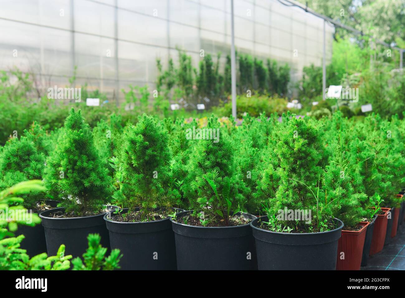 seedlings of conifers and other plants in pots in a nursery against the background of a greenhouse complex Stock Photo