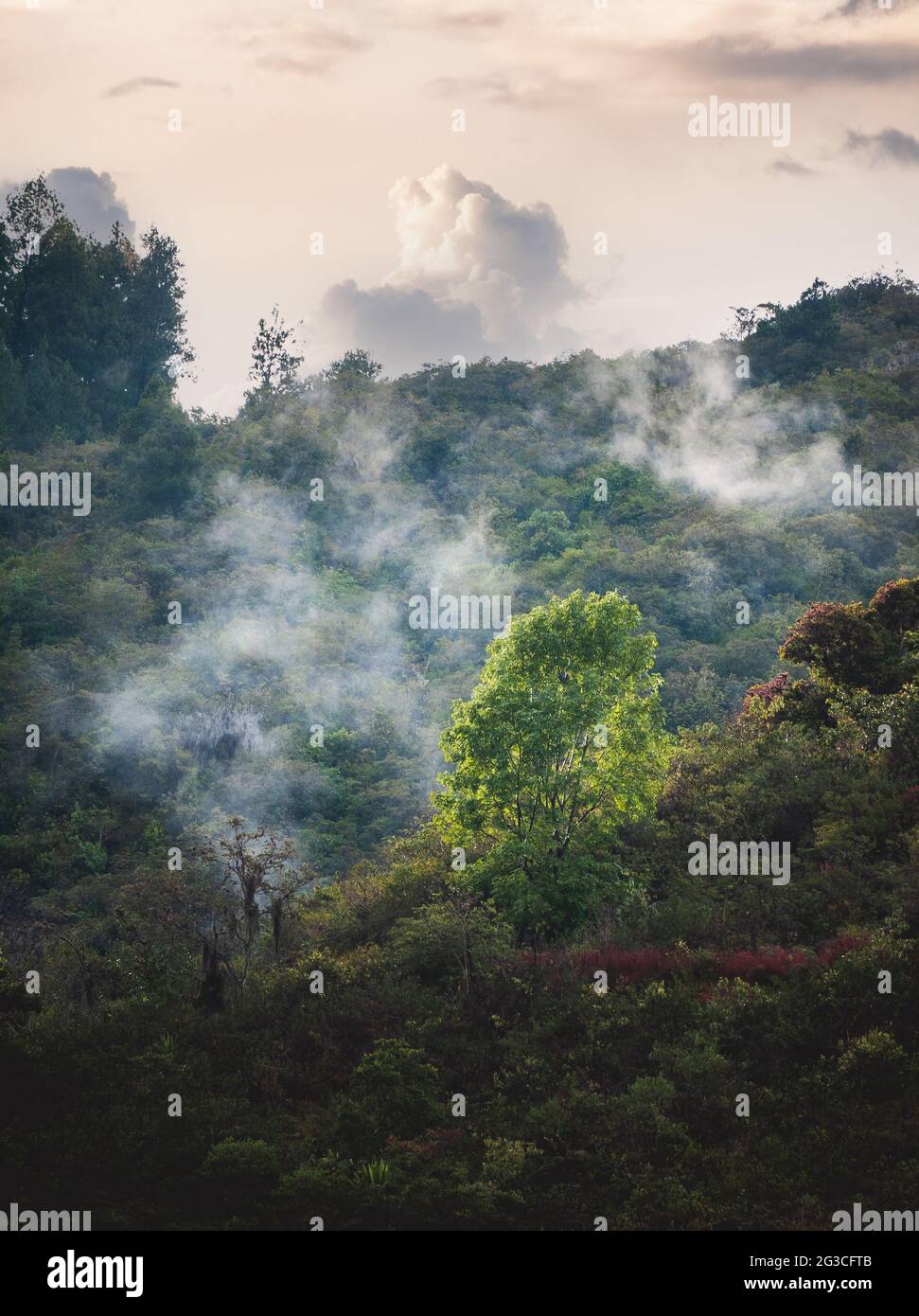 Vertical shot of forests on a mountainside with floating clouds Stock ...