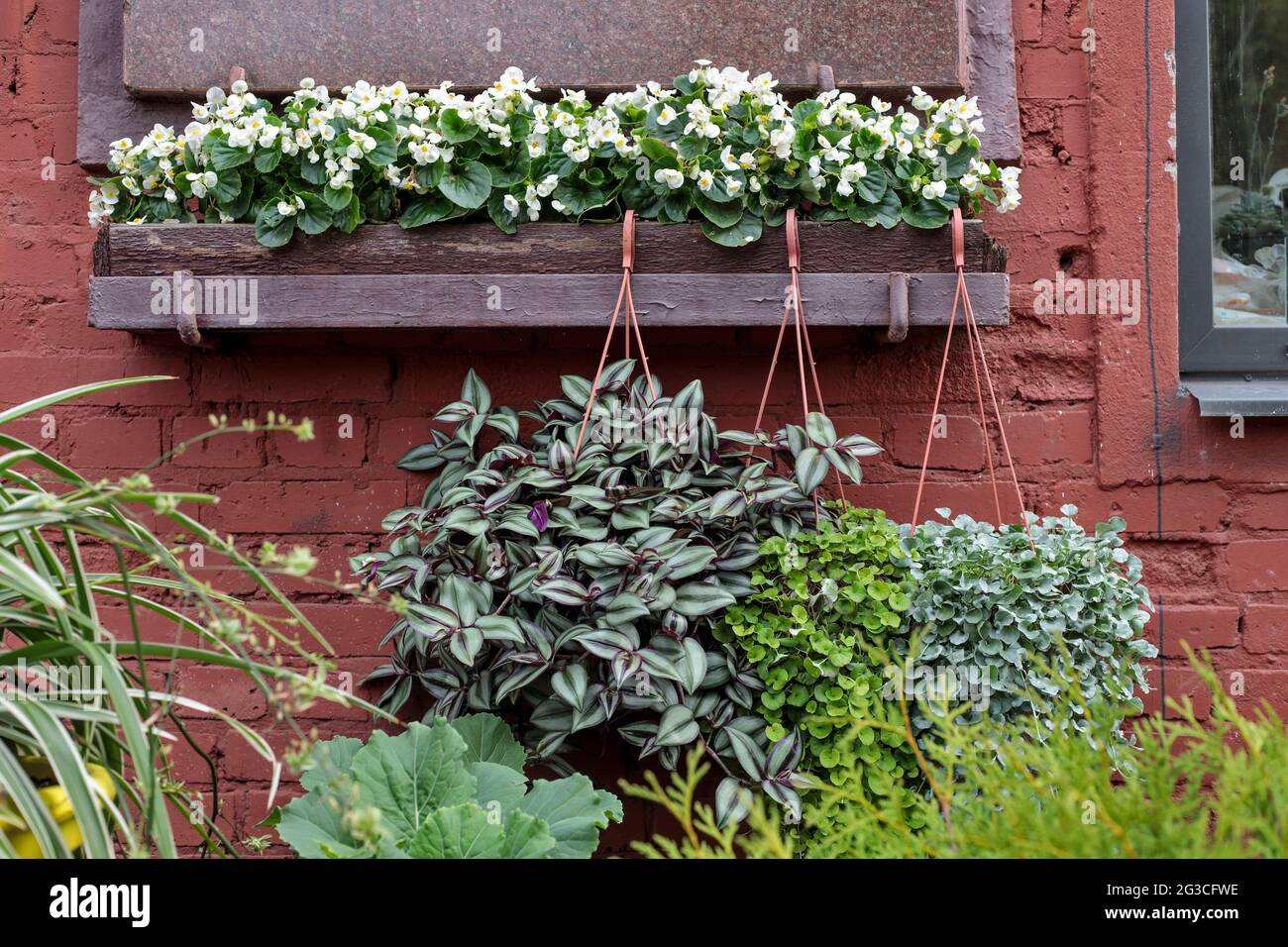 Begonia with white flowers in a long wooden box, various types of tradescantia in a terracotta pot, chlorafitum as a garden decoration. Landscape desi Stock Photo