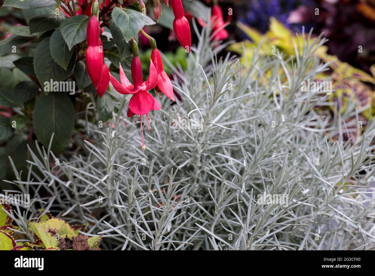 Ampel flowers hi-res stock photography and images - Alamy
