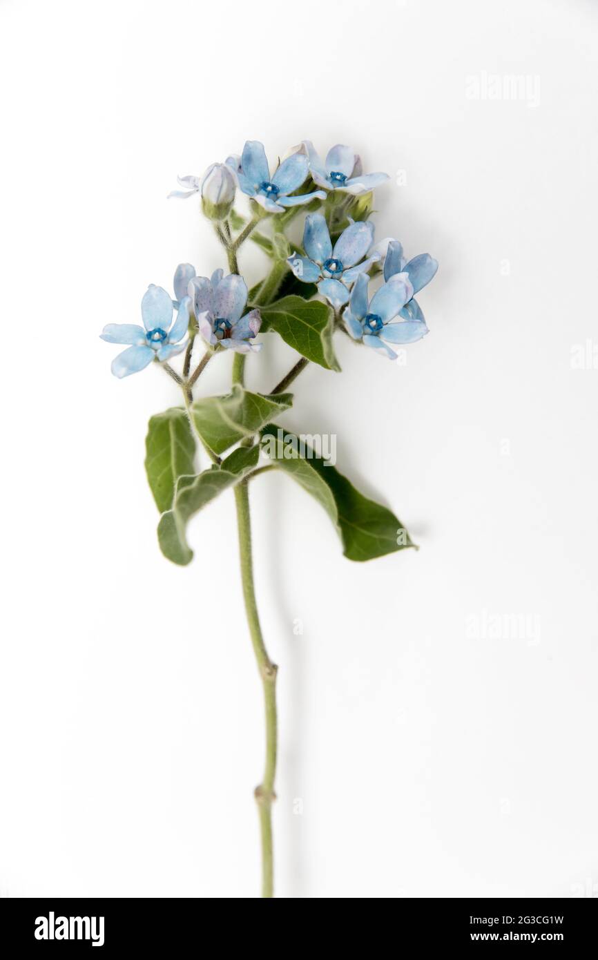 Flower hackelia velutina isolated on white background Stock Photo
