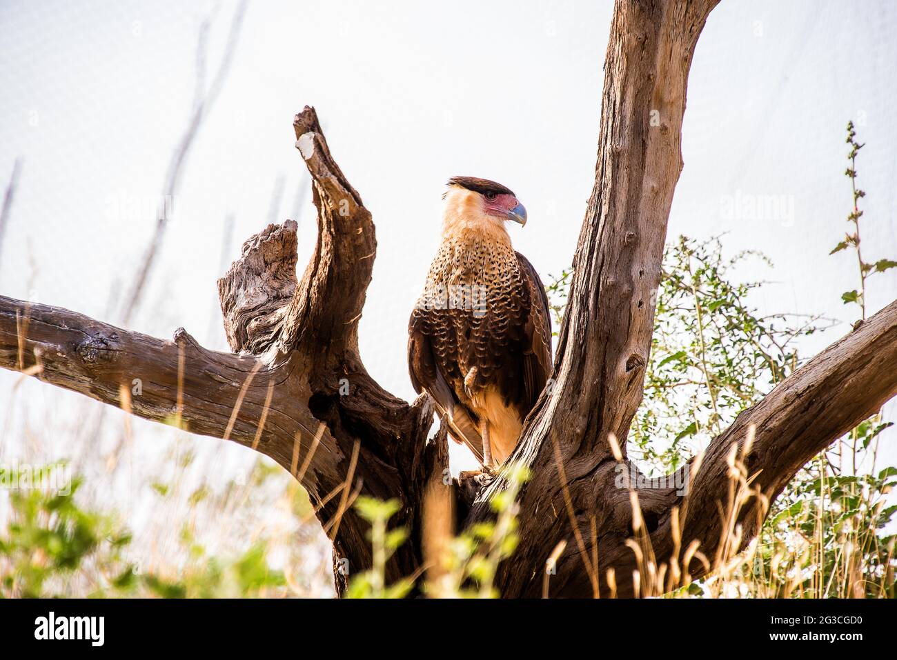 Arizona raptor hi-res stock photography and images - Alamy
