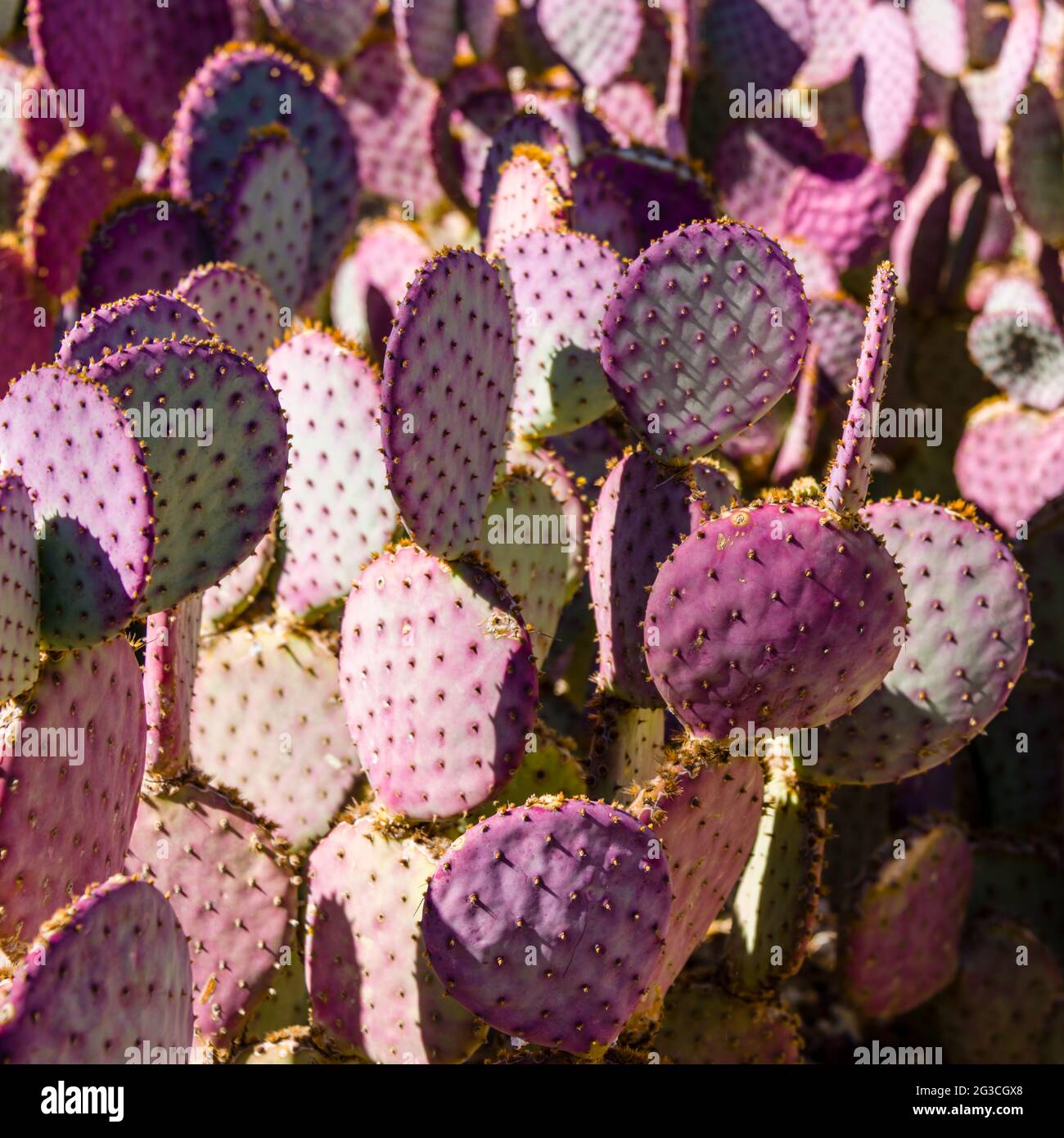 Desert Botanical Garden - Plants & Sculpture - Purple Prickly Pear Cactus Stock Photo