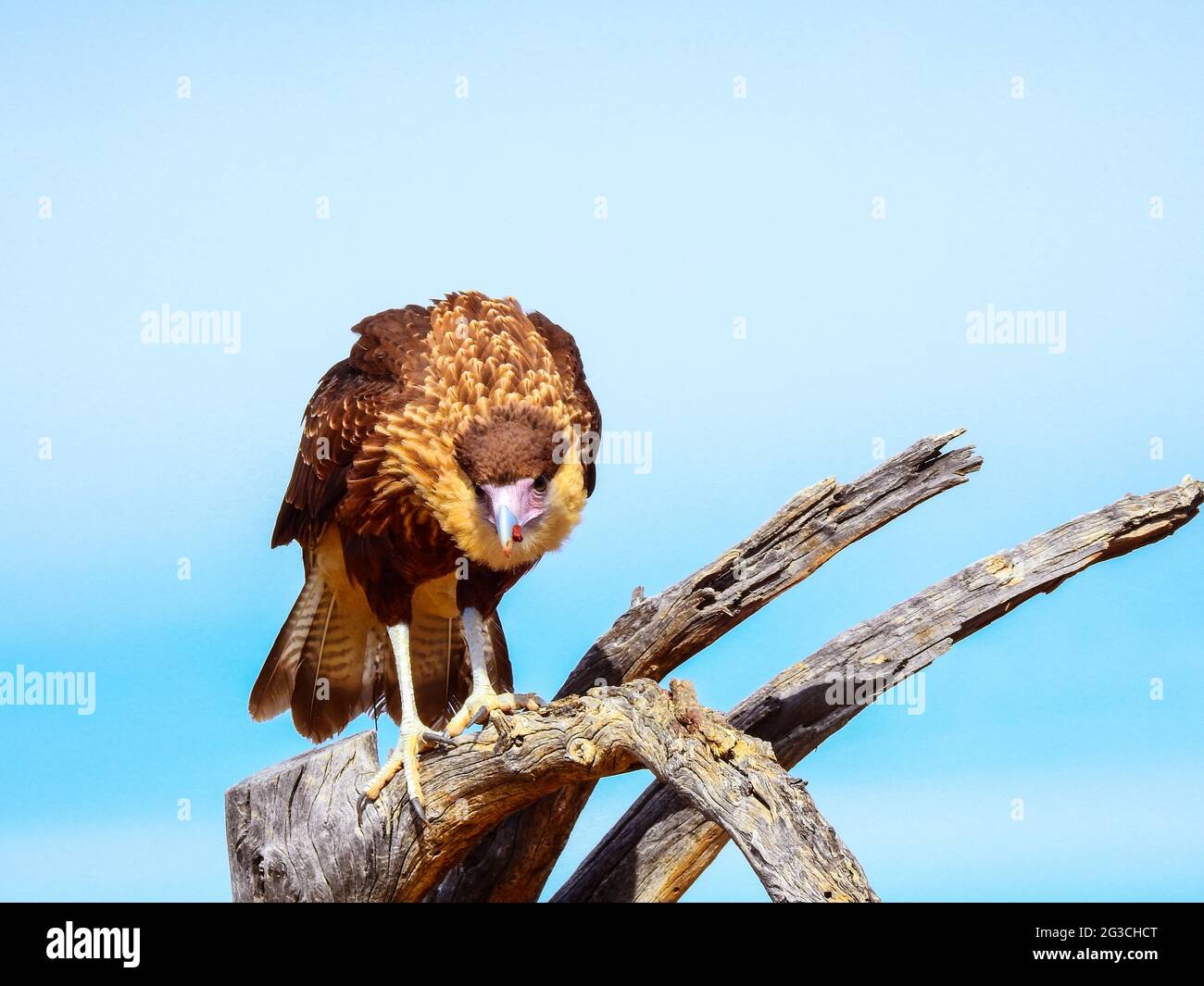 Arizona raptor hi-res stock photography and images - Alamy