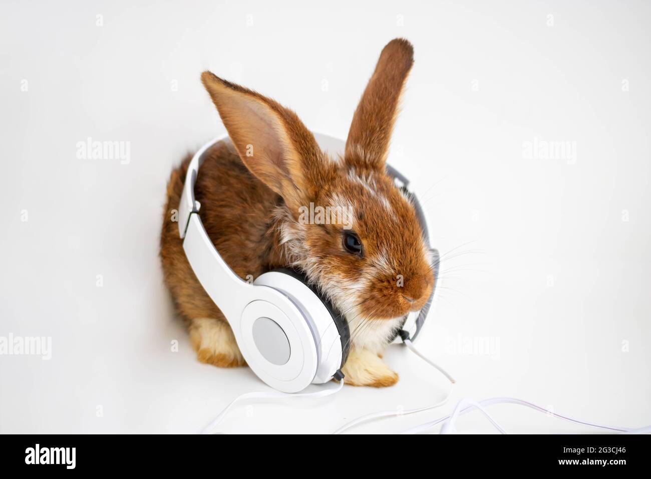 Brown with white spots a small rabbit sits with headphones on a