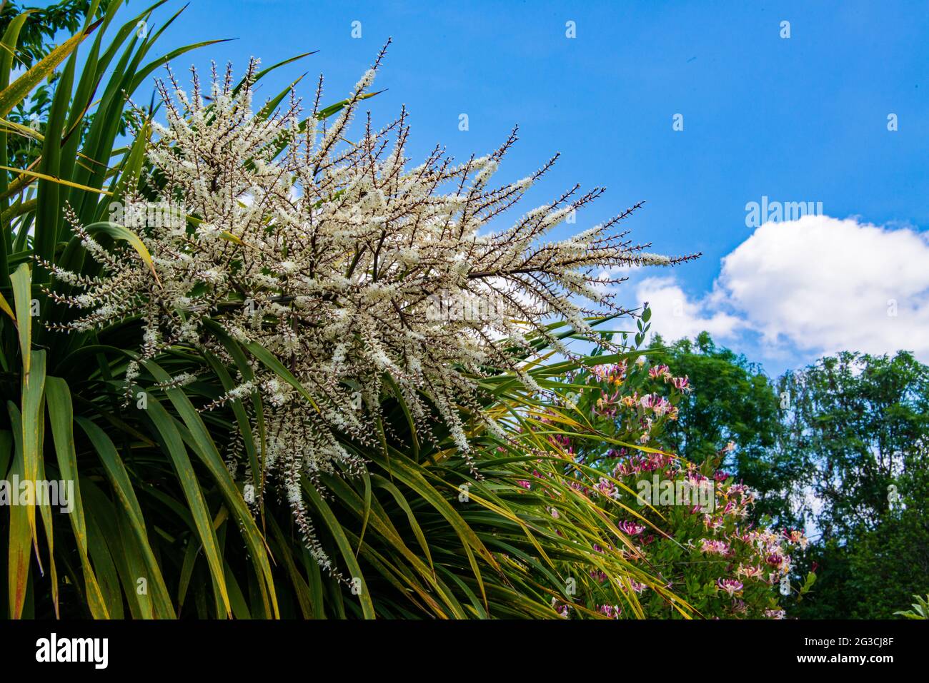 Yukka plant flower stem (variety unknown0 Stock Photo