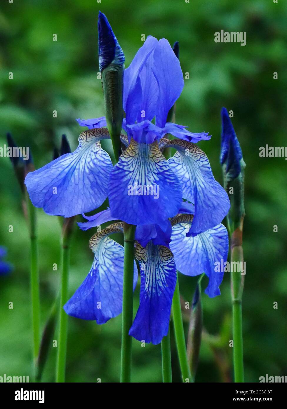Blue iris sibirica flowers Stock Photo