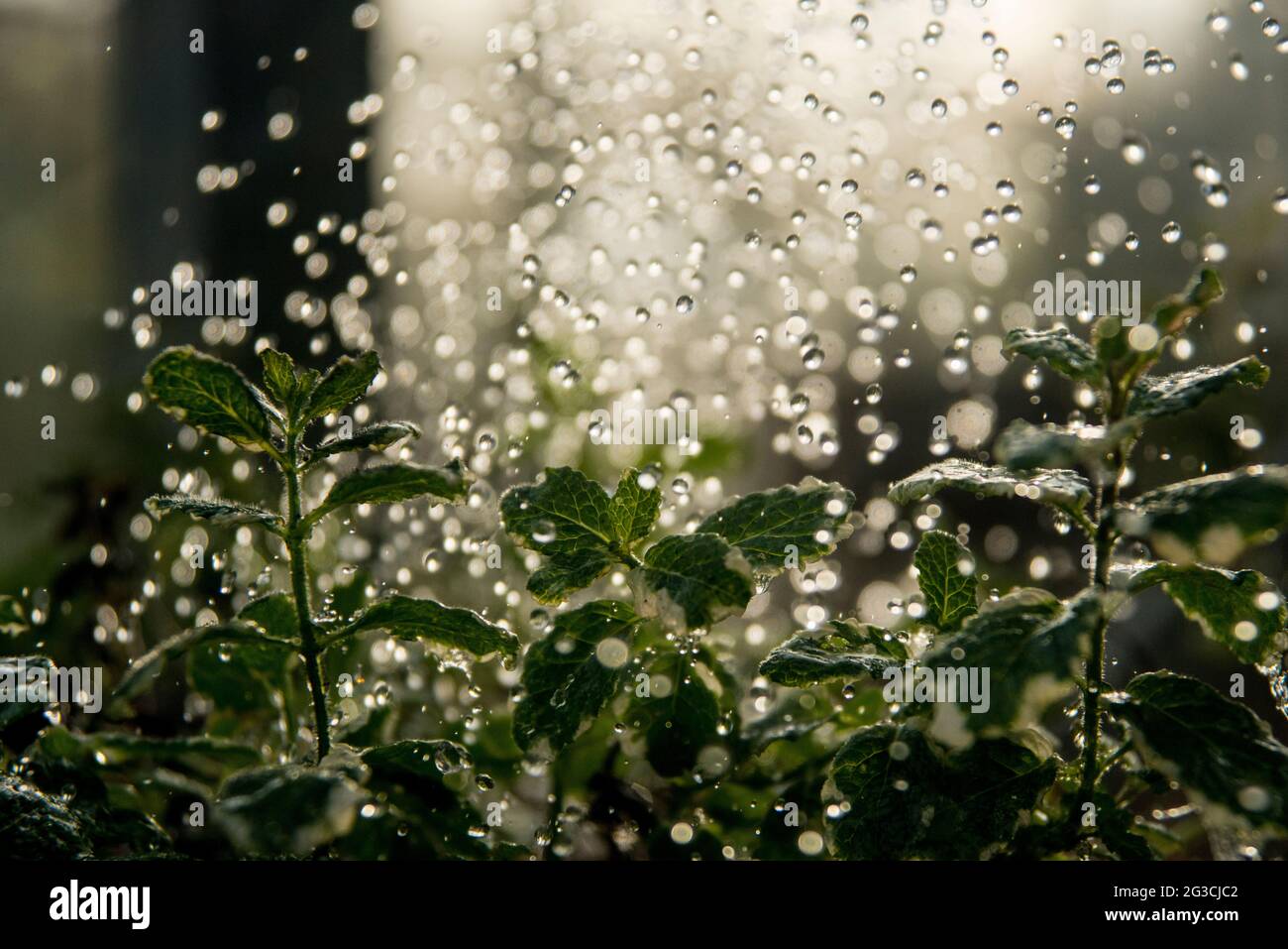 Rain drops on white-green mint. What a nice drink inspiration: refreshing pineaple-mint. Smelling like a refreshing mint rain. Stock Photo