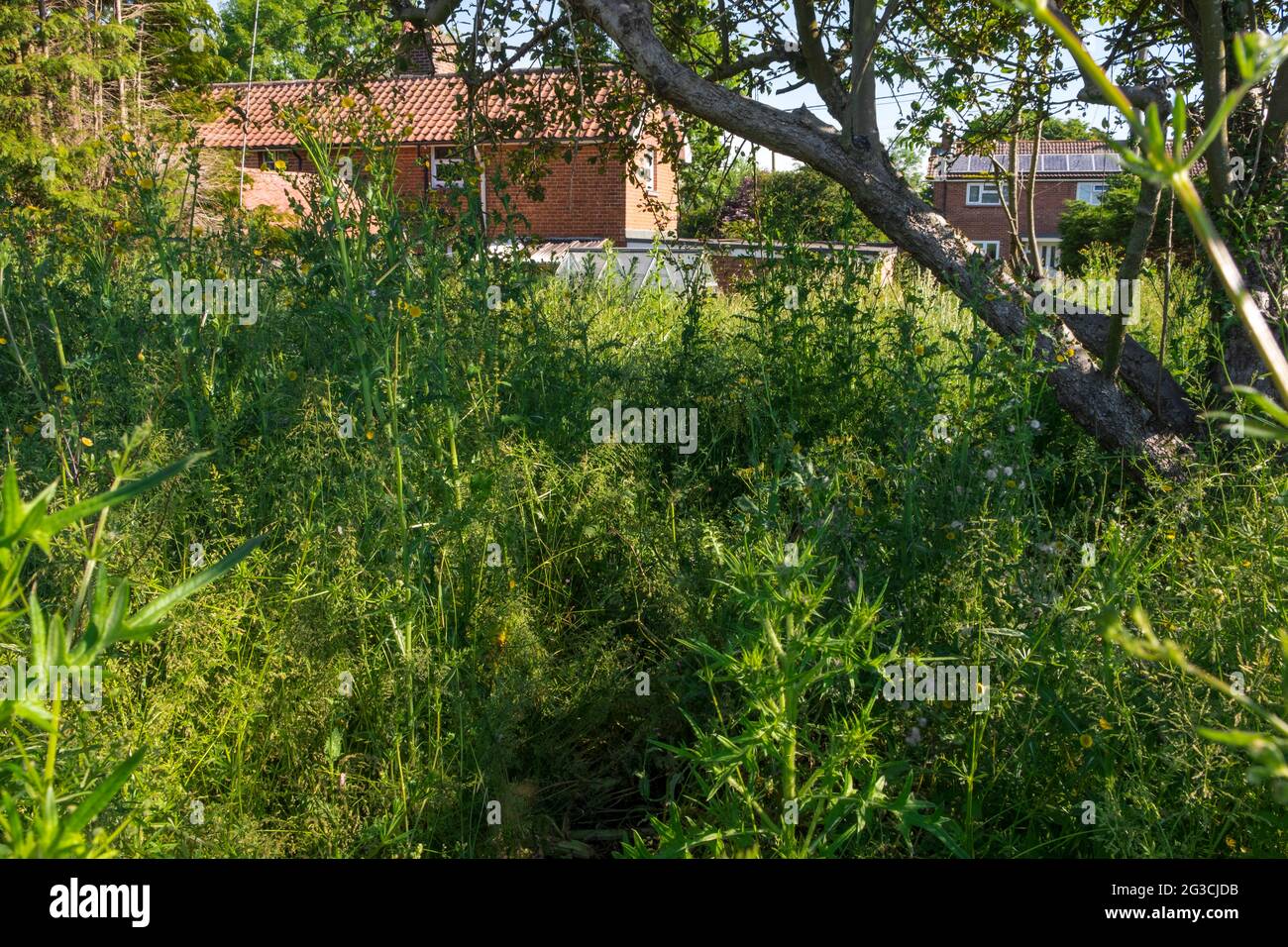 A neglected and overgrown with weeds garden. England, UK. Stock Photo