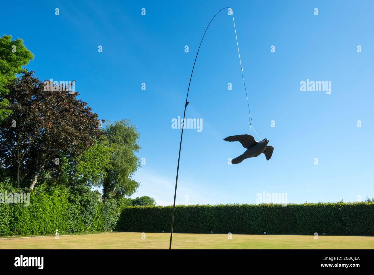 A bird scarer kite being used on a bowling green as a bird deterrent. Stock Photo