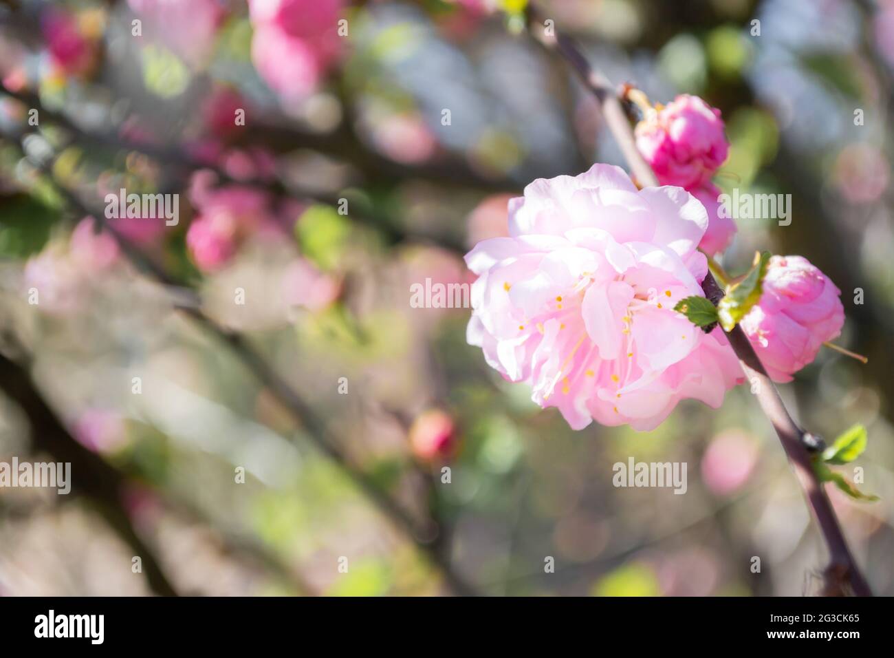 Spring pink flowering almond in the garden, Prunus triloba Stock Photo