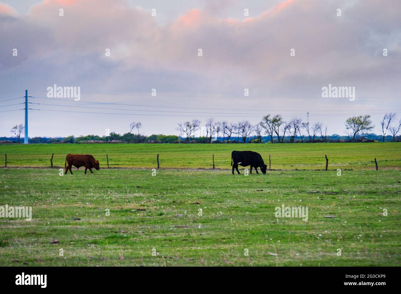 Two beef cattle graze on a grassyj pasture surrounded by a barbed wire fence in Kansas, USA in the spring. Stock Photo