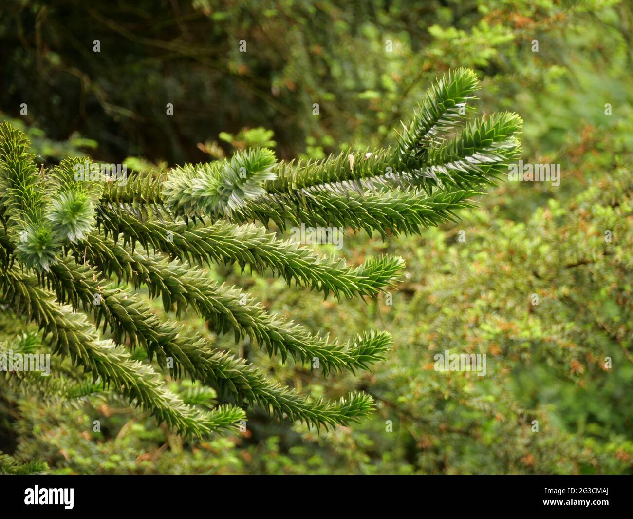 Fir tree with green branches Stock Photo - Alamy