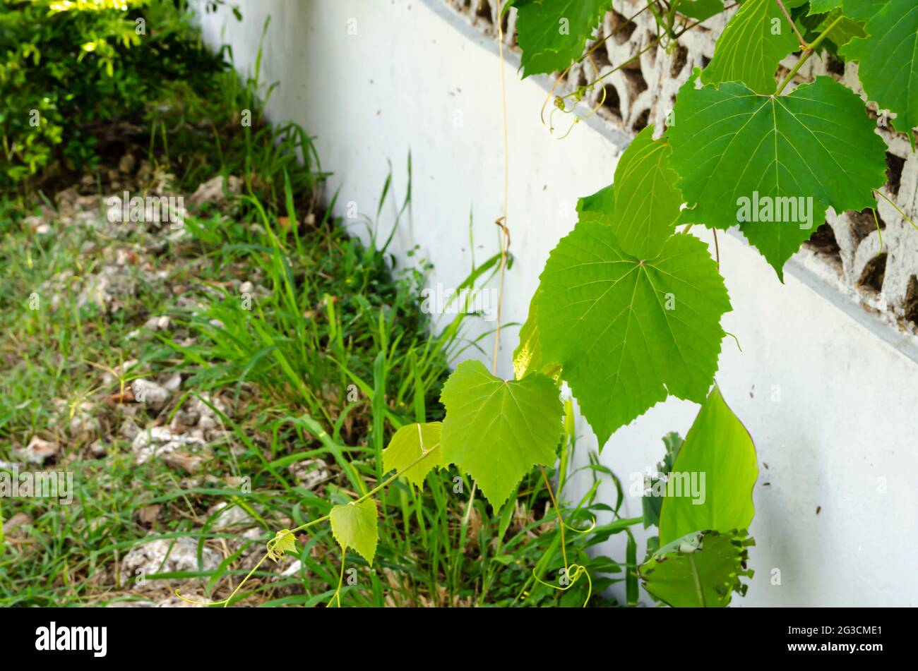 Leaves Of Vitis Vinifera Vine Stock Photo