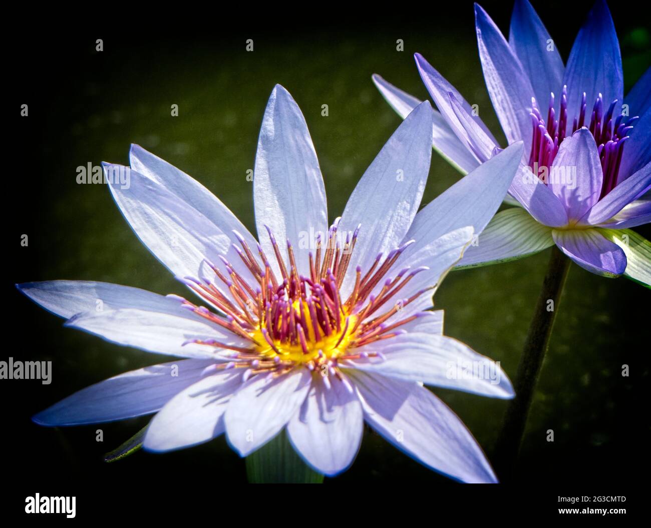 Emergent plants hi-res stock photography and images - Alamy