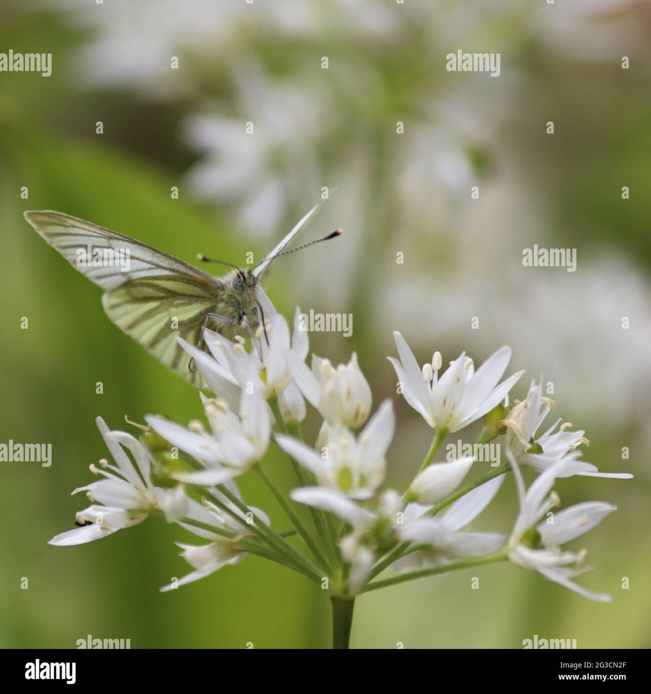 Green-Veined White Butterfly on White Plant Stock Photo
