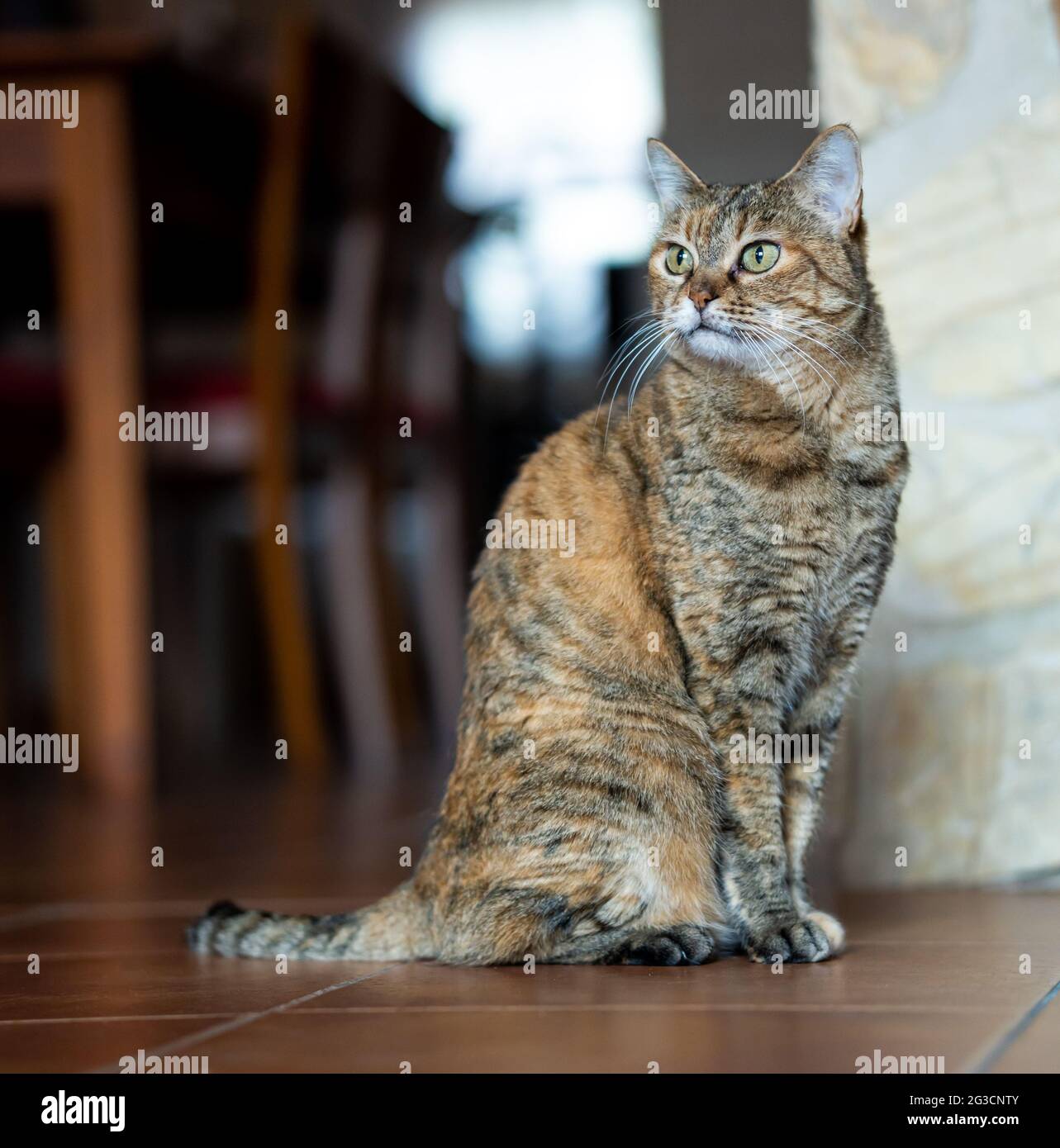 Cute Cat Sitting at Home Stock Photo Alamy