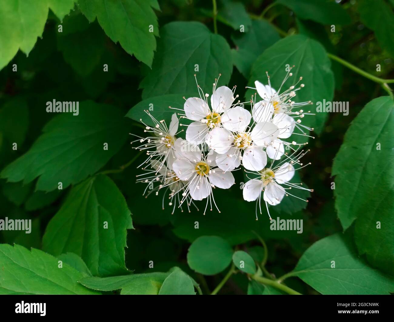 White flowers of the blossoming spirea chamaedryfolia bush, closeup view. Spring time. Stock Photo