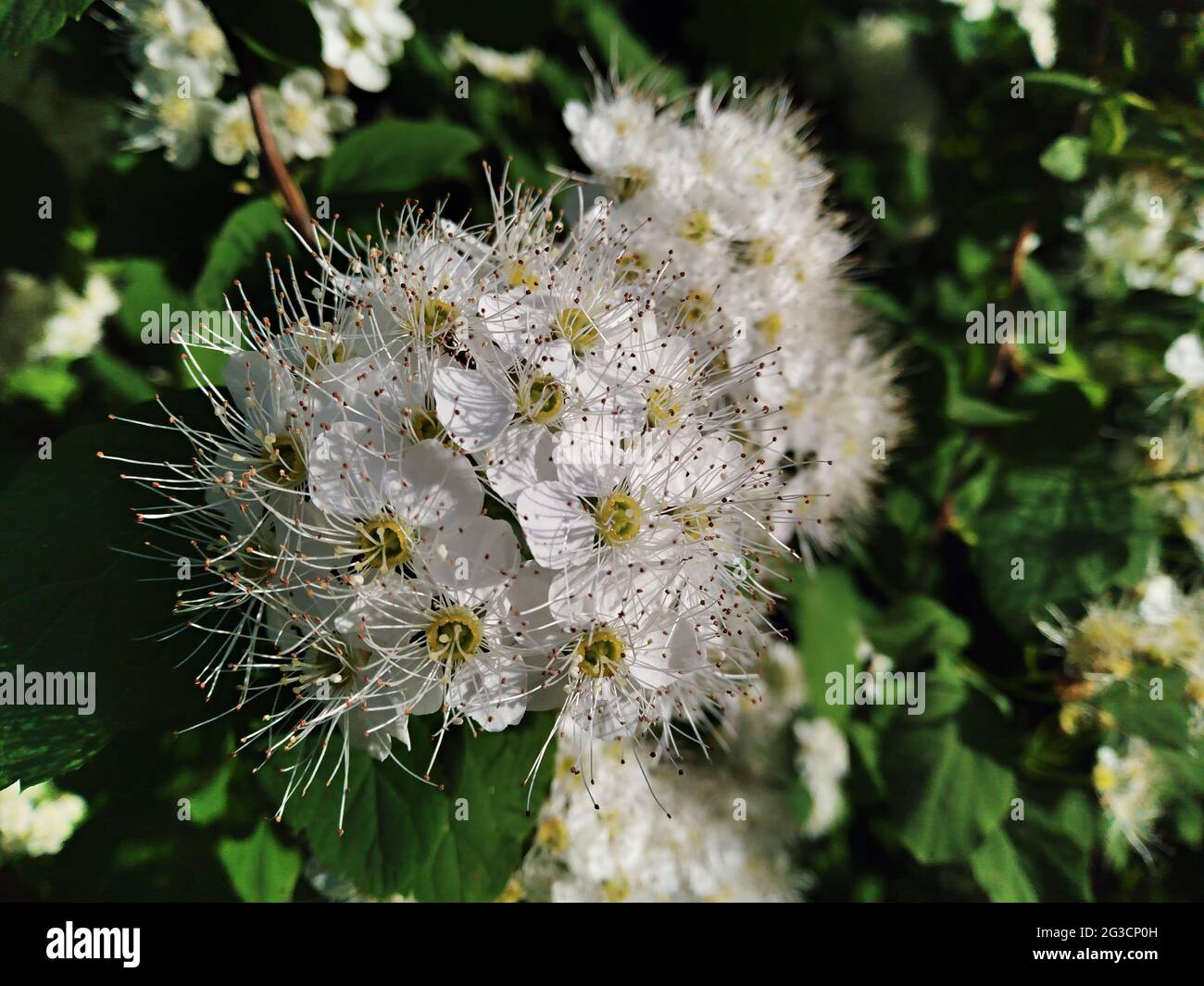 White flowers of the blossoming spirea chamaedryfolia bush, closeup view. Spring time. Stock Photo