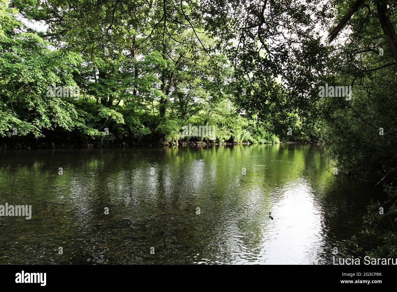 Moist Rivers Moist deciduous forest by river hi-res stock photography and images - Alamy