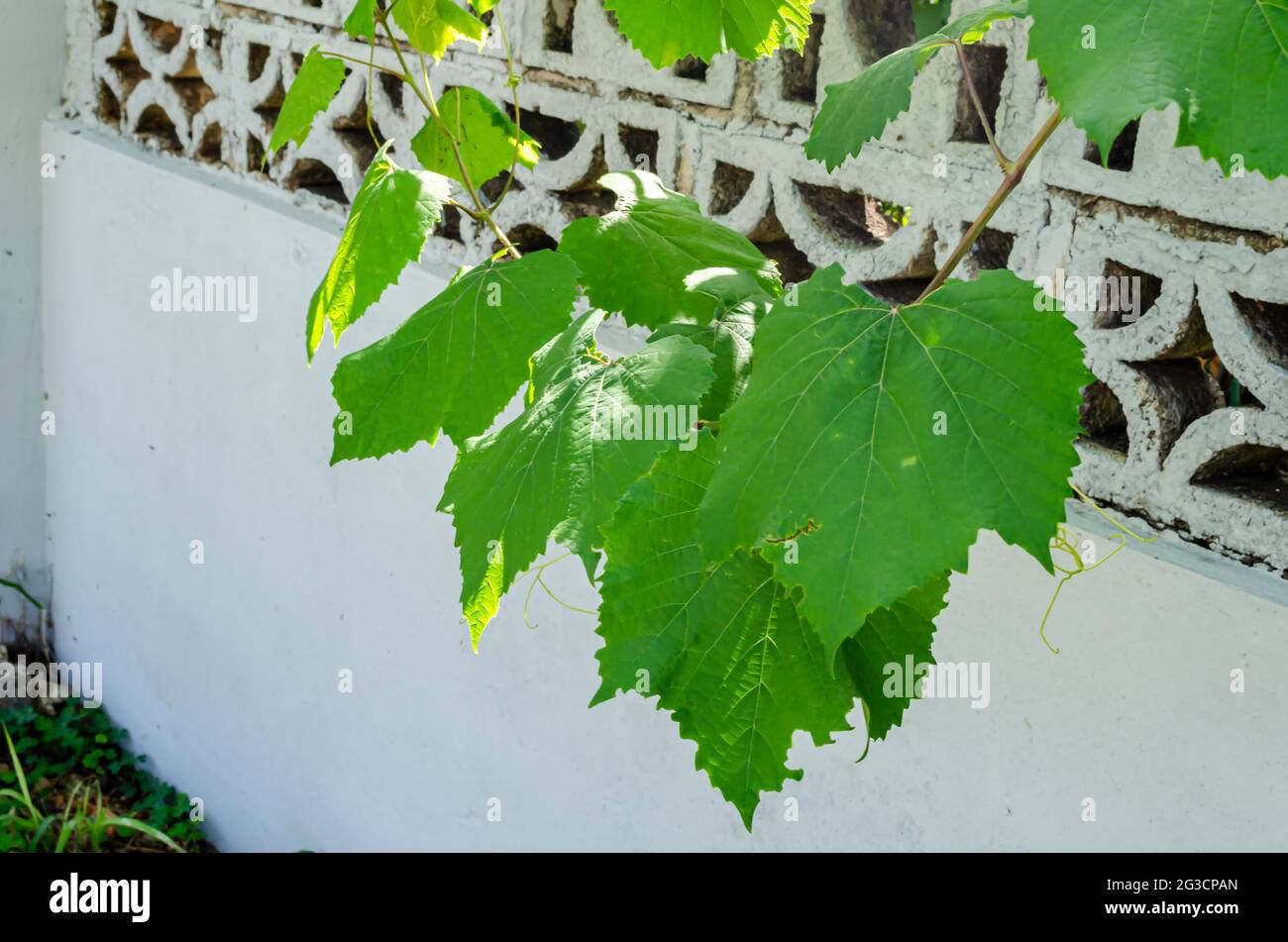 Grape Vine Hanging From Wall Stock Photo
