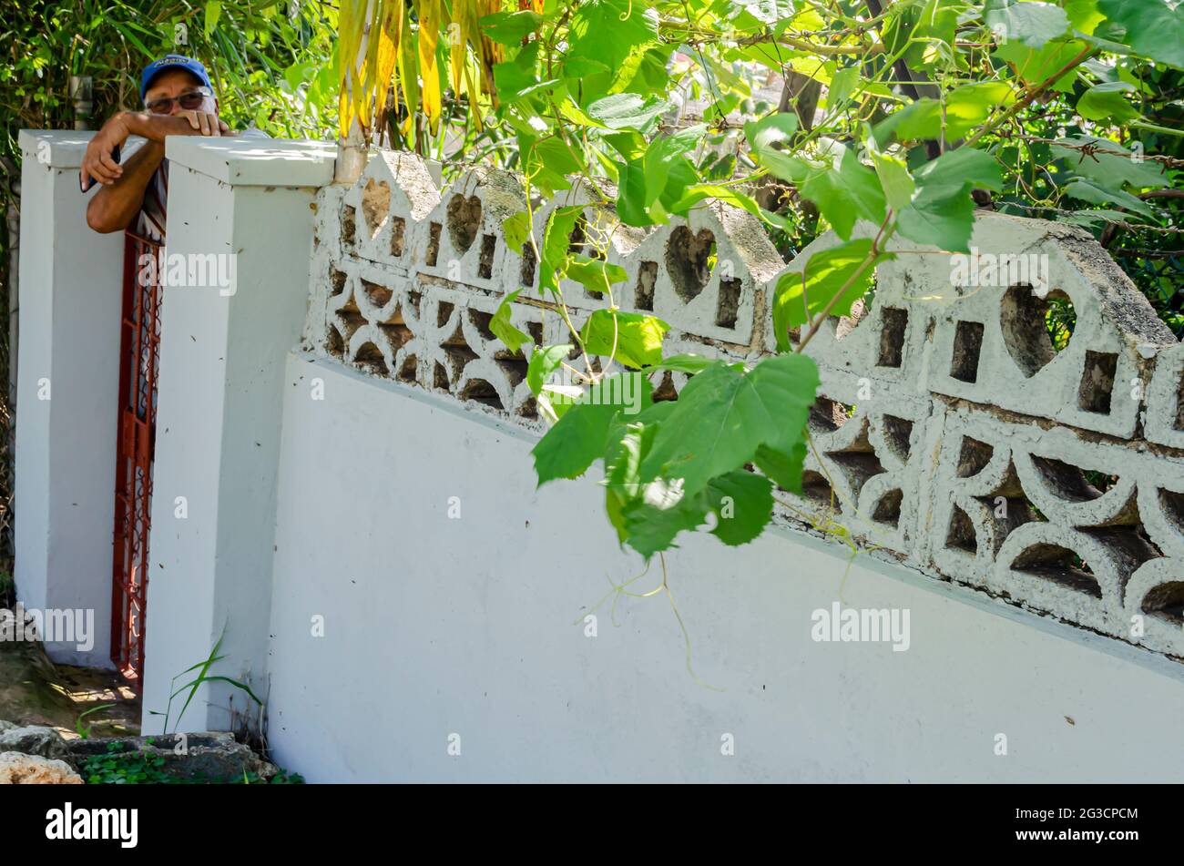 Grape Vine Hanging From Wall And Man Looking Out. Stock Photo