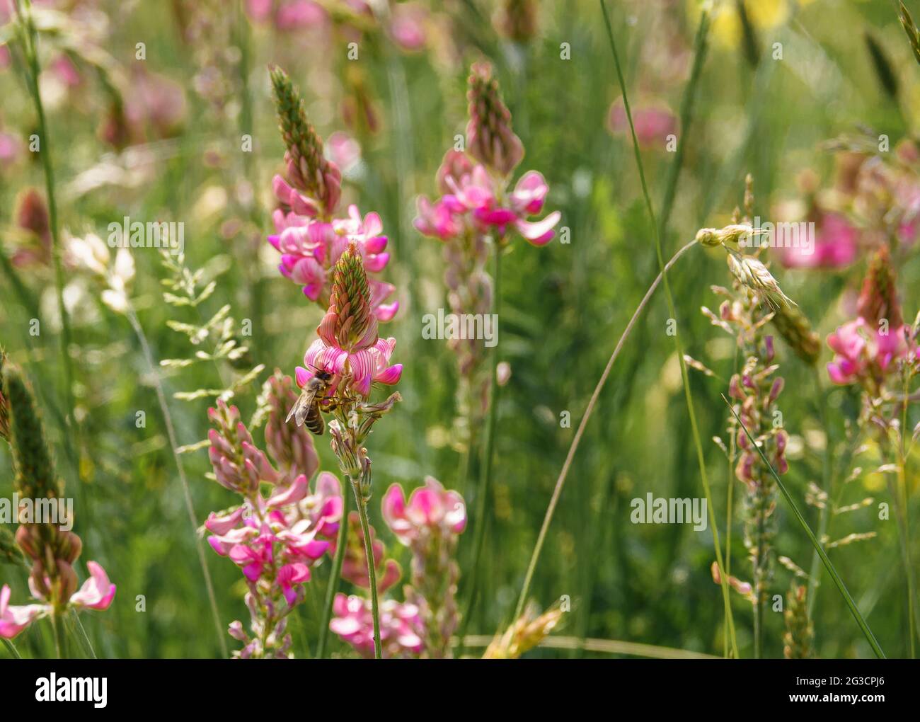 Sainfoin (Onobrychis viciifolia) growing in the chalk grassland on Salisbury Plain military training area Stock Photo
