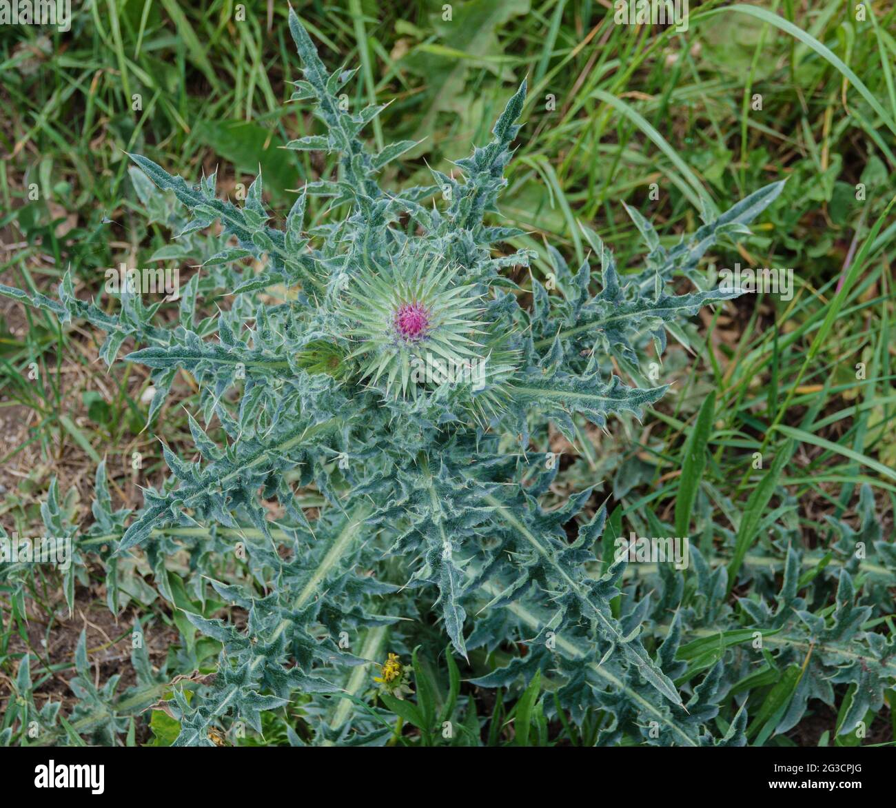 A dwarf thistle (Cirsium acaule) with rosette and single purple pink flower growing on Salisbury Plain, Wiltshire Stock Photo