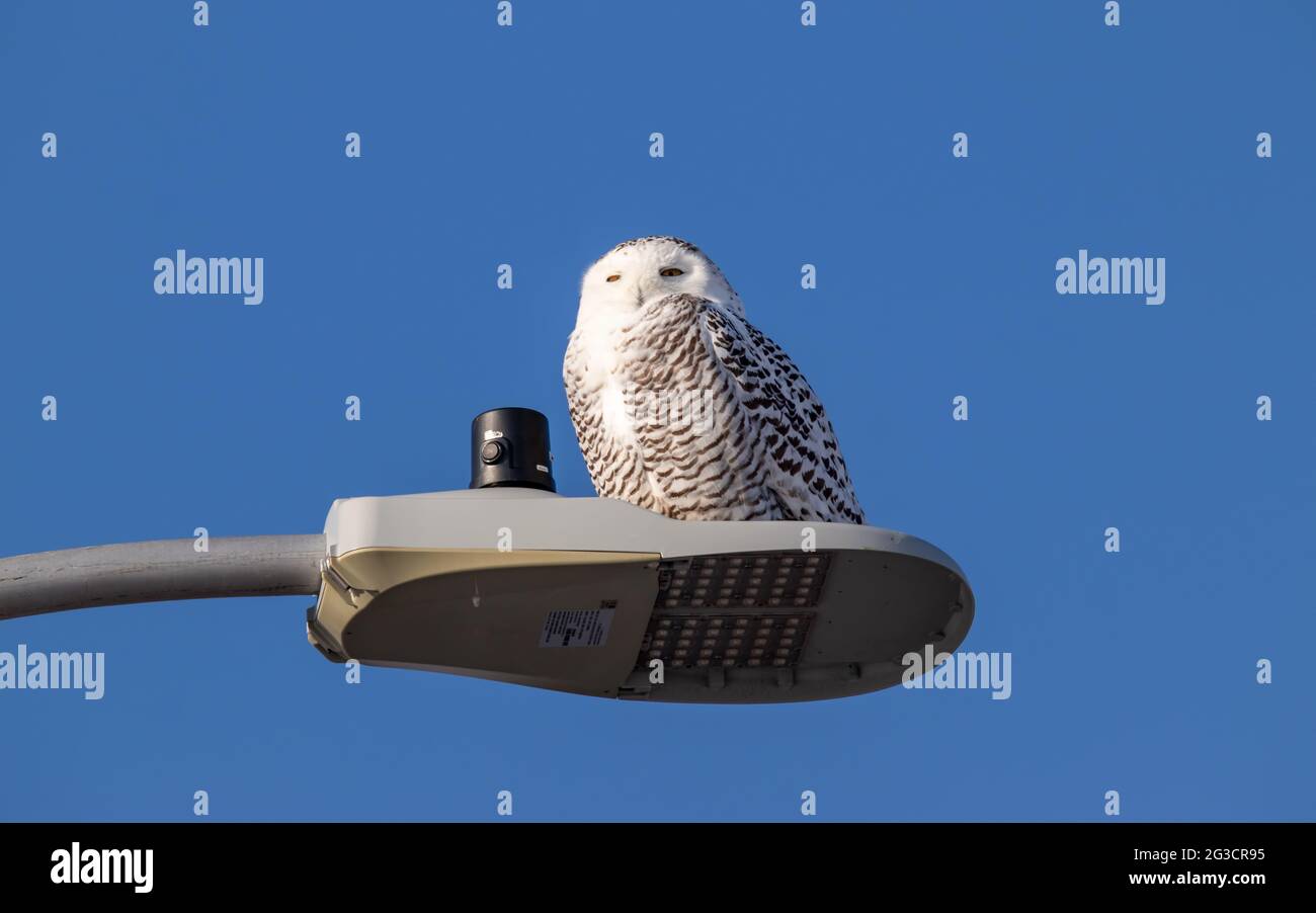 Snowy owl on a street lamp in Canada. Sunny blue sky background. Stock Photo